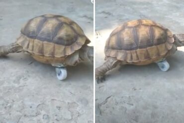 El video que enternece a TikTok: Tortuga perdió su patita y le improvisaron una prótesis de rueda para caminar