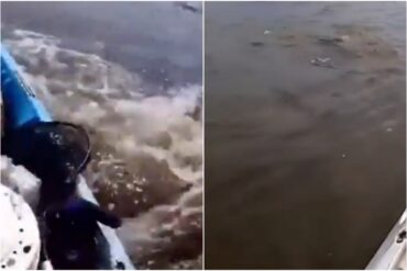 Se viraliza video de hombre que hacía kayak en el Amazonas y se topó con unas extrañas criaturas