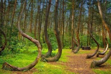 El misterioso bosque en Rumania en el que se “detiene el tiempo”, reportan Ovnis y raras desapariciones