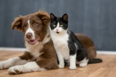 ¿Gato o perro? Encuesta determina cuál es la mascota favorita de los venezolanos