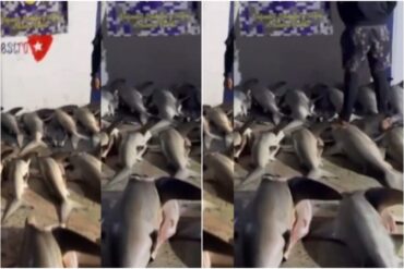 Detenidos tres pescadores en Sucre por pesca ilegal: les decomisaron hasta 26 tiburones desmembrados (+Video)