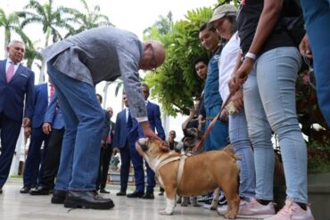 Aprobaron en primera discusión ley para trato digno de animales de compañía