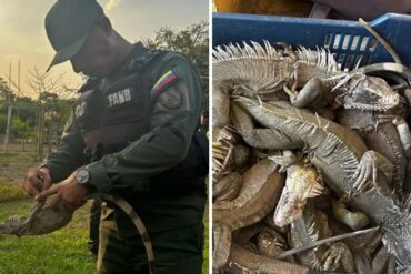 GNB rescató a 40 iguanas en gestación que eran trasladadas para ser comercializadas (+Fotos)