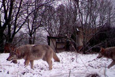 Estudio determina que lobos mutantes de Chernóbil desarrollaron resistencia al cáncer: podría ser clave para tratar la enfermedad