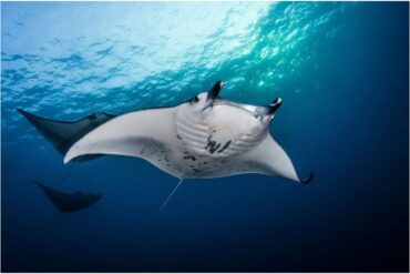 El curioso caso de una mantarraya que quedó embarazada en un acuario: científicos sospechan de un tiburón