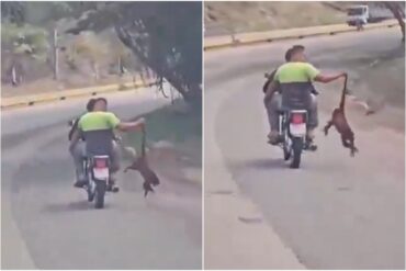 Dos hombres fueron detenidos por maltrato a un mono aullador rojo en el estado Carabobo (+Video)