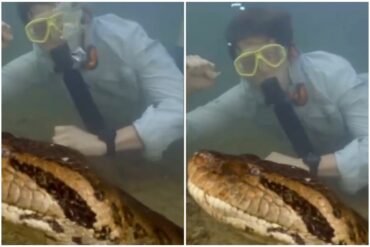 Científicos descubren nueva especie de anaconda que mide casi ocho metros y pesa más de 200 kilogramos