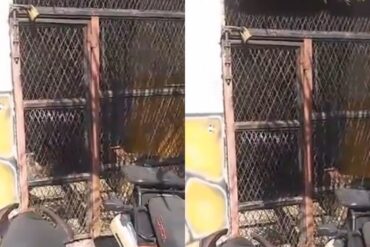Denuncian en redes que tres monos silvestres están encerrados en jaula en pleno centro de Caracas para “actividades esotéricas” (+Video)