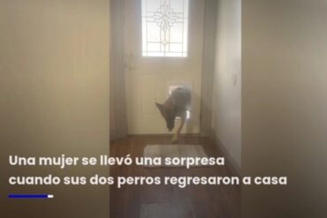 Dos perros regresaron a casa y sorprendieron a su dueña por traer consigo un inesperado amigo (+Video)