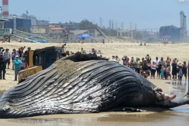 Científicos aseguran que estamos entrando en la «sexta extinción masiva» impulsada por los seres humanos