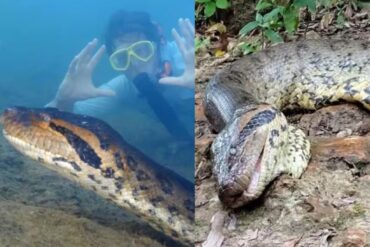 Hallaron muerta a la anaconda más grande del mundo en Brasil: especulan que los responsables fueron cazadores furtivos