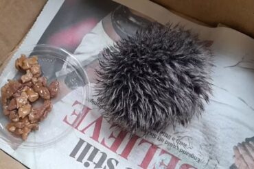 Mujer pasó toda la noche cuidando a un “erizo enfermo” y resultó ser un pompón de un gorro: el hecho insólito se hizo viral