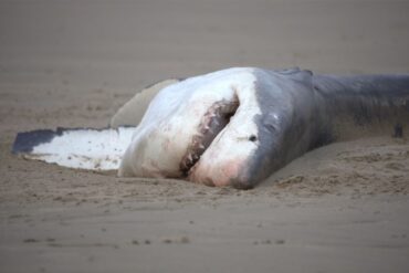 Científicos determinaron que en solo dos minutos una orca mató a un tiburón blanco
