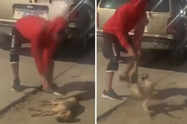 Se viraliza video de joven en Zulia que carga un perro dormido y lo lanza contra el suelo (+Video)