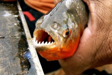 Momentos de terror en playa turística de Brasil: inesperado ataque de peces pirañas dejó a varias personas heridas