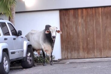 Reportaron la presencia de un toro deambulando por el sector La Boyera este #1Mar (+Foto)