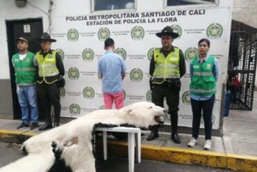 Aterrador: sujeto exhibía y vendía la piel de un oso polar en plena vía pública