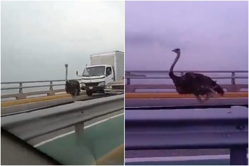 Conductores sorprendidos al ver un avestruz recorriendo el puente sobre el lago de Maracaibo este #22Abr (+Video)