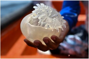 Brote de medusas azota a pescadores en Chuao y se esparce a otros estados: “Están desapareciendo a las sardinas”