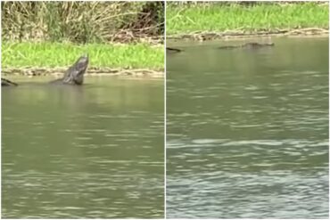 Reportan avistamiento de caimanes en el Río Bravo que frecuentemente cruzan migrantes con destino a EEUU (+Video)