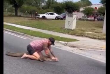Un hombre neutralizó con sus propias manos a un caimán que cruzaba una calle (+Video)