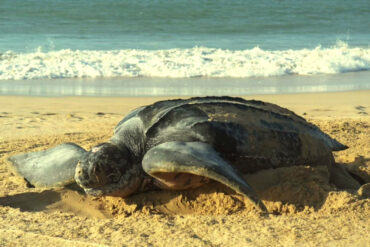 En una playa de Margarita depositó 120 huevos un ejemplar de la tortuga marina más grande del mundo