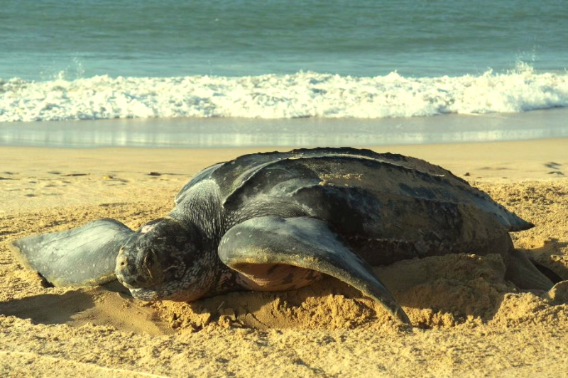 tortugas venezuela