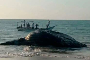Una ballena fue encontrada muerta en las orillas de una playa en la Península de Macanao (+Video)