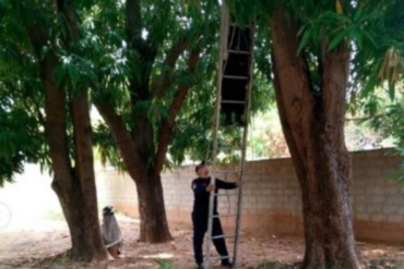 Dos hombres murieron al recibir una descarga eléctrica cuando cortaban una mata de mango en Zulia