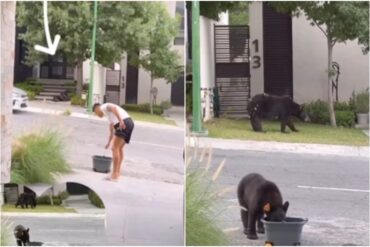 Futbolista argentino se viralizó por servir agua a osos sedientos que merodeaban su casa (+Video)