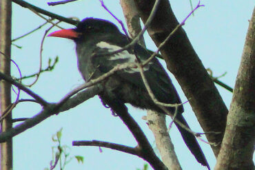 Descubren nueva especie de ave en Venezuela durante jornada de observación en el Orinoco