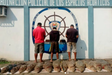Detuvieron a tres hombres por la pesca ilegal de caimanes de anteojo en Apure: los mataban para comercializarlos