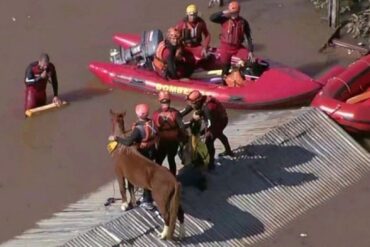 Así fue el rescate de un caballo que quedó atrapado en un techo tras inundaciones en Brasil (+Video)