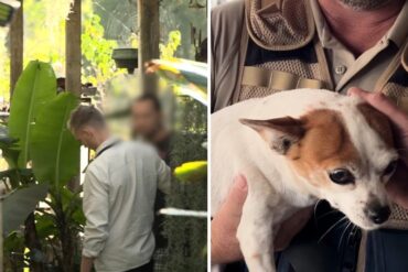 Conmoción en Australia por sujeto que grabó y distribuyó más de 500 videos de abusos sexuales a animales