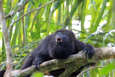 Al menos 150 monos aulladores fallecieron por intensa ola de calor que se registra en México