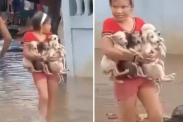 Se viralizó el video de niña rescatando a cinco cachorritos tras inundaciones en los Puertos de Altagracia