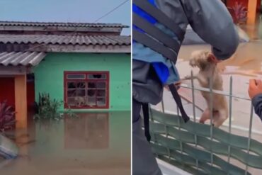 La valentía de un perrito que nadó hasta sus rescatadores después que rompieran la ventana de una casa inundada en Brasil (+Video)