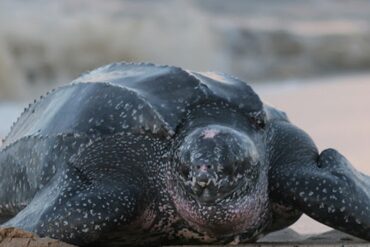 Tortuga Cardón desovó al menos 113 huevos en playa de La Guaira