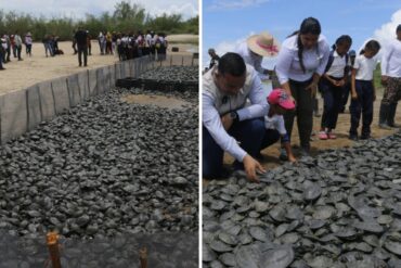 Liberan a 21.000 tortugas arrau y terecay en la cuenca del río Orinoco como parte de un plan de conservación (+Fotos)