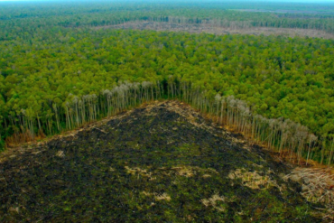 En Venezuela se deforesta a diario el equivalente a casi 350 canchas de fútbol al día