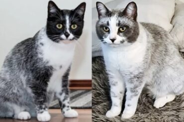 “Salmiak”: descubren nuevo tipo de gato que sería capaz de cambiar el color de su pelaje  debido a una mutación genética única