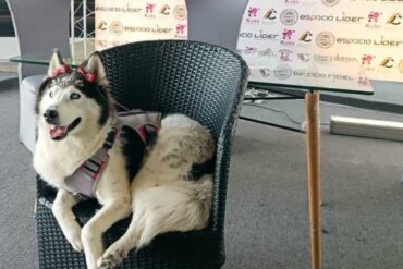 Venezuela realizará el primer festival canino que reunirá a más de 100 perros de todas las razas