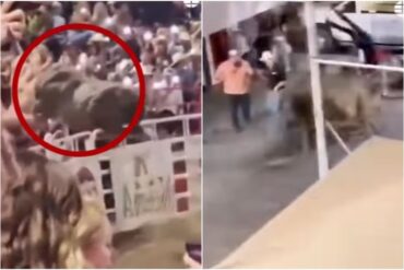 Un toro saltó la valla durante espectáculo en Obregón y empezó a perseguir a las personas (+Video)