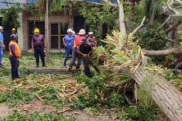 Dos personas murieron en Tucupita aplastadas por árbol que cayó en una plaza