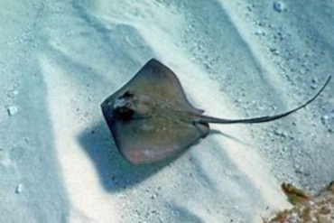 Murió la raya que sorprendió al mundo tras quedar embarazada en un acuario sin la ayuda de un compañero macho