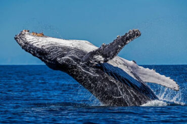 Las ballenas fueron más felices durante la pandemia de la covid, revela estudio científico