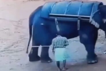 Cuidador murió aplastado por un elefante tras terminar visita de turistas en la India (Imágenes sensibles)