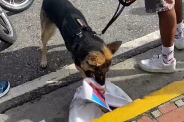 “Ni los perros aguantan esta m*erda”: video viral de perrito que destroza pendón de Maduro durante una protesta