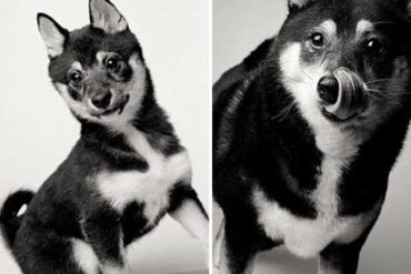 Conmovedor proyecto muestra con fotografías cómo envejecen nuestras mascotas