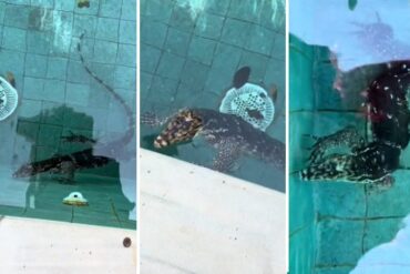 “Era como un gigante de Jurassic Park”: El enorme reptil que encontró un turista en la piscina de su hotel en Bali (+Video)